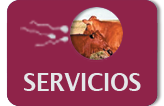 CIACU servicios